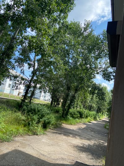 The image depicts an outdoor scene in Petrovsk-Zabaykalskiy, Russia. On the left, a light blue, multi-story building with windows is visible, bordered by a low pink fence and a grassy area. Several trees with green foliage line a dirt path that extends into the distance on the right side of the frame. The sky is blue with scattered clouds. A dark shadow is cast on the lower left of the path, suggesting a structure or object is to the left of the camera's viewpoint. The overall environment appears to be a residential area with natural elements.