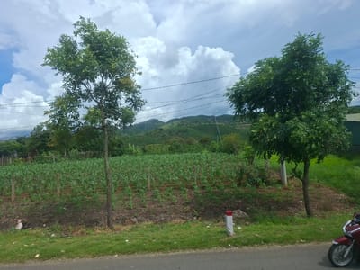 In Hiệp Hòa, Vietnam, an outdoor, wide-angle shot captures a rural landscape under a cloudy sky. The foreground features a paved road. To the right, a maroon motorcycle is partially visible, parked on the shoulder. Adjacent to the road, a patch of green grass slopes upwards. Behind the grass, a field of young green crops, possibly corn, is neatly planted in rows on a terraced slope. Two trees stand within or near the field. The larger tree, on the right, is full and green. The other, slightly to the left, is taller and more slender, with sparser foliage. In the background, rolling green hills are dotted with vegetation and what appear to be rural structures. Several utility wires stretch across the frame above the landscape. A white post with a red top stands near the field, serving as a marker or boundary. The overall scene depicts agricultural land in a hilly, possibly remote, area of Vietnam.