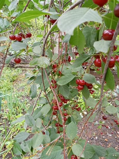 In the city of Esik, Kazakhstan, a close-up shot captures a cherry tree laden with ripe, dark red cherries. The cherries hang in clusters from thin, brown branches, some singly and some in groups of two or three. Lush green leaves surround the fruit, some showing signs of being wet, perhaps from recent rain. The background is a blur of more greenery and the suggestion of a fence, indicating an outdoor garden or yard setting. The focus is sharply on the cherries and the branches, with the ground below showing soil and scattered debris.