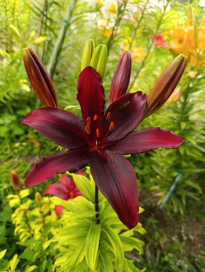 A close-up shot focuses on a deep burgundy lily in full bloom, its petals intricately detailed with a velvety texture and speckled with tiny black markings. The lily's stamen, a vibrant orange, protrudes from its center, adding a stark contrast to the dark petals. Surrounding the main subject are several lily buds, some showing hints of the same rich burgundy, while others are a striking pale green, suggesting a garden in various stages of flowering. The background is a blur of lush green foliage and other lilies in shades of yellow and pink, creating a soft, natural bokeh effect.
The overall scene depicts a tranquil garden setting, likely during daylight hours given the bright, natural lighting that illuminates the flower. The focus on the lily's delicate form and the surrounding vibrant plant life conveys a sense of natural beauty and growth. No people, text, or specific time of day or weather conditions are discernible, beyond the implication of a pleasant, possibly overcast, day suitable for a garden to flourish. The location context indicates this garden is situated in Bayterek, Kazakhstan. The composition, with its shallow depth of field, draws the viewer's eye directly to the exquisite detail of the central lily.