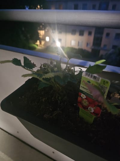 The image, rotated 90 degrees clockwise, depicts a nighttime scene centered on a potted plant. In the foreground, a strawberry plant (Erdbeere in German) is growing in a dark rectangular planter. Attached to the plant is a light green plant tag, which prominently features a picture of red strawberries and white flowers. Visible text on the tag includes "1,29" (likely a price), "Pflanze" (plant), and "Erdbeere" (strawberry). A QR code is also present on the tag. The leaves of the plant are green, some showing slight yellowing or browning.

The background reveals a blurry urban environment at night. Several residential buildings with illuminated windows are visible, suggesting an apartment complex or similar housing. A bright, star-like light source, possibly a street lamp or light from another building, creates a lens flare on the left side of the frame. The scene is set outdoors, likely on a balcony or window sill, overlooking the illuminated city. The time of day is clearly night. No specific weather conditions are discernible. The visible German text on the plant tag is consistent with the given location context of Bremerhaven, Germany.