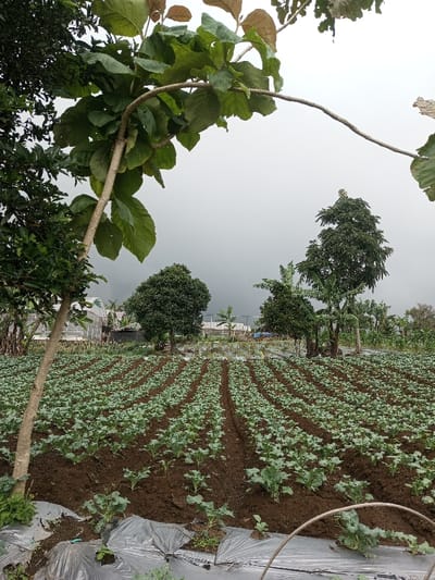 An agricultural landscape in Kondha, India, is presented under a uniform, overcast grey sky. The foreground exhibits dark brown cultivated soil organized into parallel furrows, populated by numerous young green plants, consistent with brassica cultivation, arranged in neat rows. Sections of the soil are covered with black plastic mulch. A light-barked tree with large, ovate green leaves extends from the left frame, accompanied by dense green shrubbery. The midground is dominated by an extensive field of these cultivated plants, extending towards the horizon. Several trees are positioned along the distant edge of the field: a rounded, densely foliated tree to the left, and a cluster of taller, slender trees, alongside a large, conical tree to the right. In the far background, multiple white or translucent-roofed structures, indicative of greenhouses or agricultural buildings, are discernible on a slight elevation. No human figures or discernible activities are depicted.
