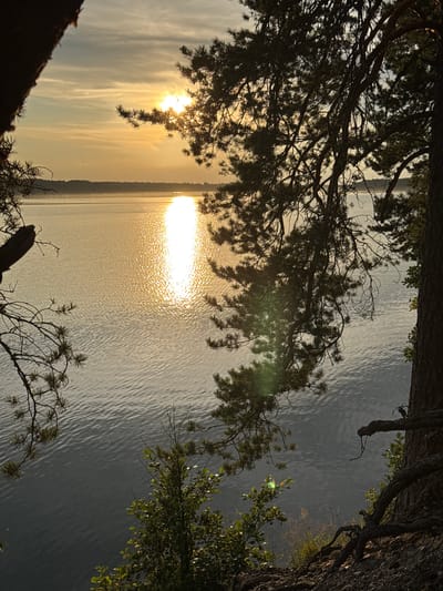 A vertical, eye-level shot captures a serene sunset over a body of water, framed by the silhouettes of pine trees in the foreground. The sun, a bright orb, peeks through the branches on the left side of the frame, casting a shimmering, golden reflection across the rippling surface of the lake. The water extends to a distant horizon line, where a faint, muted landscape is visible. The sky above is a soft gradient of pale yellow and muted orange, with wispy clouds. The foreground is dominated by the dark, textured bark and needles of pine trees, with branches extending into the frame from the top and sides. Green foliage and grass are visible at the bottom of the frame, suggesting a wooded area overlooking the water. The overall atmosphere is peaceful and natural, evoking the feeling of a quiet evening by the water. The image was taken in Priladozhskoe, Russia.