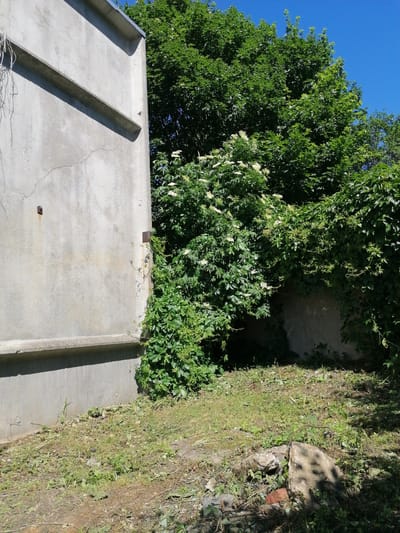 A concrete structure, possibly a building wall or partition, is visible on the left side of the image. It is a light gray, textured surface with horizontal indentations. There are two square metal fixtures attached to the wall. Dense green foliage, including trees and vines, covers the right side of the image and extends behind the concrete structure, creating a lush, overgrown natural area. Some of the foliage features small white flowers. The ground in front of the vegetation is covered with grass and debris, including cut grass, leaves, and scattered pieces of brick and stone. The scene appears to be outdoors in a sunny environment, as indicated by the bright blue sky and distinct shadows. The overall impression is one of an unkempt, somewhat wild corner within an urban or semi-urban setting, possibly in Chernyakhovsk, Russia.
