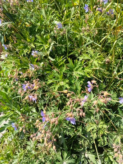 In a sun-drenched area of Oblomikhino, Russia, a cluster of wild geraniums with delicate purple petals and numerous developing seed pods thrives amidst lush green foliage. The plants are densely packed, with feathery leaves and slender stems that twist and turn, creating a wild and naturalistic arrangement. Some of the geraniums are in full bloom, their petals unfurled to reveal their soft colors, while others are still in bud, promising future blossoms. The seed pods, elongated and pointed, add a rustic charm to the scene. The surrounding vegetation is a vibrant tapestry of greens, with blades of grass and other leafy plants intertwining with the geraniums, creating a sense of untamed beauty. The overall impression is one of natural abundance and the simple elegance of a wild meadow.