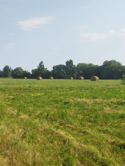 This is a landscape photograph of a grassy field in Belarus under a clear, pale blue sky with a few wispy clouds. Several round hay bales are scattered across the middle ground of the field, which is covered in green grass that appears slightly dry and yellow in places. A dense line of trees forms the background, with various shades of green foliage. The scene suggests a rural setting in the countryside, likely during the daytime, given the bright sky. The overall mood is peaceful and serene, characteristic of a quiet summer day in the rural landscape. There is no visible text in the image.