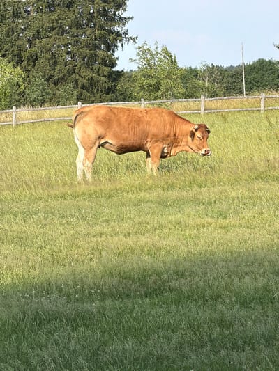 The image shows a large, light brown cow standing in a grassy field. The cow is facing left, with its head turned slightly towards the viewer. It has short, curved horns and appears to be chewing. The cow's body is mostly visible, and its legs are tucked underneath it. The field is covered in tall, green grass, with some patches of lighter green and yellow, suggesting dry areas or different types of vegetation.
In the background, a wooden fence runs horizontally across the image. Beyond the fence, there is a dense line of dark green trees. The sky is visible in the upper left corner and is a light blue with some wispy white clouds. The lighting suggests it is daytime, likely late afternoon or early evening due to the long shadows cast on the grass.
The overall scene is tranquil, depicting a cow in a natural, rural setting. There are no people or other animals visible. The location cues, such as the type of trees and the fence, are consistent with a European countryside. The image is oriented vertically, with the cow appearing to be lying down or sitting.