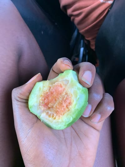A human hand with dark skin and natural fingernails holds a partially consumed green guava. The guava has been bitten, revealing its pinkish-orange pulp filled with pale seeds. In the background, two human legs, dressed in dark fabric, are visible, suggesting the person is seated. The immediate environment is dark and indistinct, indicative of an indoor setting or shaded area. This scene occurs in Gidan Jatau, Nigeria.