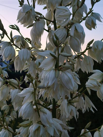 This is a close-up, vertical, eye-level shot of a blooming Yucca plant with white, bell-shaped flowers. The plant is in full bloom, with numerous flowers clustered together on stalks. The flowers are predominantly white, with some subtle pinkish hues visible due to the twilight sky. The background consists of a dark, out-of-focus area, likely foliage, and a pale, gradient sky transitioning from light pink to a pale blue. A thin, dark wire or cable is visible against the sky in the upper left quadrant. There are no people or animals present in the image. The setting appears to be outdoors, in a garden or natural setting, possibly in or near Derschen, Germany, given the context provided. The image captures the delicate texture of the Yucca petals and the overall impression is one of natural beauty against a muted sky.