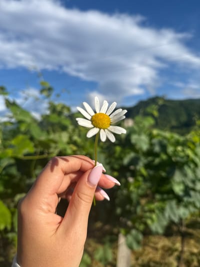 A close-up shot shows a person's hand holding a daisy. The hand has light skin and appears to have light pink nail polish on its fingernails, which are shaped into pointed ovals. The daisy is white with a yellow center and is held by its stem. The background is blurred, revealing lush green foliage, suggesting a natural, outdoor setting. Above the foliage, a bright blue sky with scattered white clouds is visible. The lighting indicates it is daytime, likely sunny, given the brightness of the sky and the shadows cast by the hand. The scene evokes a sense of tranquility and appreciation for nature. Based on the provided location context, the setting is Khvanchkara, Georgia.