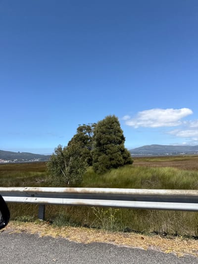 The image displays a roadside panoramic view of an estuarine marshland, situated in the vicinity of Caminha, Portugal. In the immediate foreground, a section of dark asphalt road is visible at the bottom, bordered by dry, light-brown vegetation to the right. A two-tier galvanized steel guardrail, exhibiting surface discoloration, extends horizontally across the lower middle of the frame, secured by visible metal posts. A dark vehicle side mirror is partially visible in the lower-left corner.
Beyond the guardrail, a vast expanse of marshland occupies the midground, characterized by tall, dense grasses ranging in color from vibrant green on the right to drier brown tones further back. Several trees are positioned within this marsh: a smaller, lighter-barked tree with green foliage stands left of center, and a larger, denser cluster of dark-green, conical-shaped trees is centrally located.
The background reveals a body of water, consistent with an estuary, separating the marsh from distant landmasses. On the far left, a coastal settlement featuring multiple structures is visible at the base of rolling hills. A chain of hazy mountains extends along the horizon on the far right. The sky, encompassing the upper two-thirds of the image, is a clear, vibrant blue, with a few sparse white cumulus clouds present in the upper right quadrant. The scene is brightly illuminated under direct sunlight, indicating clear weather. No people are visible.