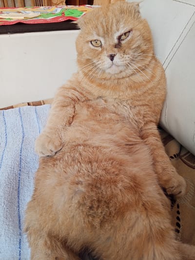 A medium shot shows a ginger colored Scottish Fold cat lying on its back, resting on a light-colored sofa with a blue and white striped towel to its left. The cat's body is mostly visible, from its head to its torso. Its fur is a warm ginger with darker stripes. One of its front paws is resting on the towel. The cat's head is turned slightly to the right, and its eyes are open, looking forward. There is a small dark mark on the cat's nose and a scratch on its left eye. The background consists of the sofa and a patterned throw blanket. The image appears to be taken indoors. There is no indication of Panino, Russia in the image.