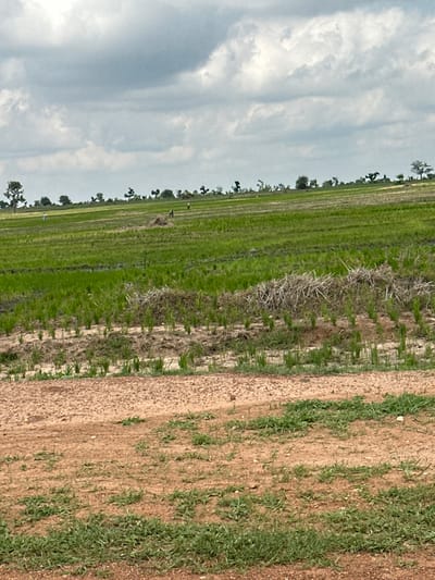 The image depicts a rural landscape in Kuka, Nigeria, characterized by agricultural fields. The scene is dominated by a lush green field of crops, likely rice paddies, stretching diagonally across the frame. Adjacent to this field is a drier, reddish-brown patch of land with sparse vegetation, suggesting a transition in soil type or irrigation. The sky above is overcast with soft, diffused clouds, indicating a possibly humid or rainy day, typical for the region.

Several scattered trees with dark green foliage line the edge of the cultivated field, adding a natural element to the man-made landscape. In the distance, a few indistinct figures can be seen within the green field, possibly farmers working or observing the crops. The overall impression is one of agricultural activity and the vastness of the open rural environment. The time of day appears to be daytime, given the lighting, but the overcast sky prevents the determination of a specific hour. No text is visible in the image.