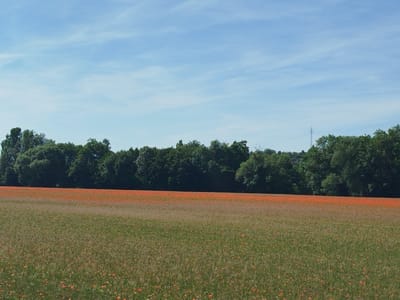 The image depicts a wide, open field in Karlstadt, Germany, under a clear blue sky with sparse white clouds. The foreground is a lush green field dotted with small red flowers, likely poppies. In the mid-ground, a distinct band of vibrant red flowers stretches horizontally across the frame, creating a stark contrast with the green field. Behind this, a dense line of trees forms a dark green border, separating the field from the horizon. A tall, slender electricity pylon is visible in the distance, rising above the treeline on the right side of the image. The overall scene is peaceful and pastoral, characteristic of a rural landscape in Germany.