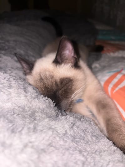 A Siamese cat is curled up on a gray, fluffy blanket. Its head is nestled into the blanket, eyes closed in sleep. Its beige and dark brown fur is visible on its face and ears. A blue collar is around its neck. Part of its paw is visible near its head. Behind the cat, there is another blanket with an orange and white pattern.