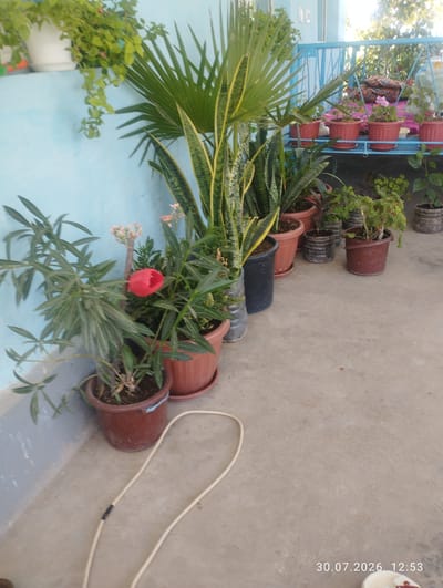A high-angle, full shot captures a collection of potted plants arranged on a light blue concrete patio. The plants vary in size and species, with a prominent snake plant and a large palm fan plant positioned towards the back. Several smaller plants are in terra cotta and dark gray pots, some with trailing vines. In the foreground, a single bright red tulip stands out in a medium-sized terra cotta pot. A light-colored hose is coiled on the patio in front of the pots. The background features a light blue wall and a blue metal railing, suggesting an outdoor balcony or patio area. The scene is likely located in Quyosh, Uzbekistan, as indicated by the timestamp in the lower right corner, which reads "30.07.2026 12:53".