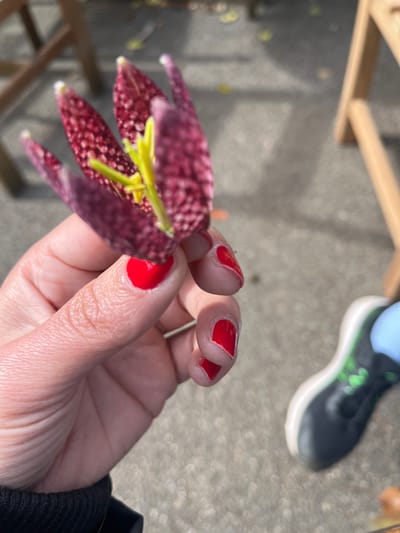A human hand, visible from the wrist to the fingertips, occupies the left side of the frame, holding a single Fritillaria meleagris flower. The hand's fingernails are painted bright red. A dark, ribbed sleeve is visible on the wrist at the lower left. The flower is bell-shaped with reddish-purple petals mottled with distinct lighter, circular speckles, revealing yellow internal reproductive structures. The background is out of focus, showing a light grey paved surface. Blurred wooden furniture legs are present in the upper and mid-right. In the lower right, an out-of-focus human foot wearing a dark athletic shoe with a white sole and green accents, paired with a light blue sock or lower garment, is visible. The scene is illuminated by natural light in an outdoor setting within the Borough of Runnymede, United Kingdom.