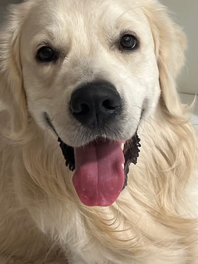 A close-up, frontal portrait depicts a cream-colored Golden Retriever dog in the city of Shaberdinka, Russia. The dog's face fills the frame, presenting its dark, round eyes, which reflect light sources, and its prominent black nose. Its mouth is open, revealing a large, pink tongue extended downwards. The fur is visibly soft and somewhat wavy, particularly around the ears and neck. The background is an undifferentiated, light-colored surface, suggesting an indoor or controlled studio-like environment. The dog's gaze is directed forward, indicating an interaction with the photographer.