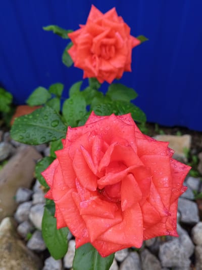 The image shows two bright coral-red roses against a vibrant blue background. The rose in the foreground is larger and in sharp focus, revealing intricate petal details and water droplets on its surface. Its leaves are a deep green and also speckled with water. The background is a solid, slightly textured blue, possibly a wall or a tarp. In the lower half of the image, small grey and tan stones are visible, along with more green leaves. A second rose, smaller and slightly out of focus, is positioned behind the first, also against the blue backdrop. The scene appears to be an outdoor garden setting, likely a backyard in a residential area. Based on the provided location, this image was taken in the city of Ityevo, Russia.