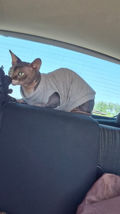 A Sphynx cat, wearing a grey t-shirt, sits on the back of a car seat, looking towards the left. The cat has large ears and light green eyes. The car's interior is visible, including the headrest and part of the rear window, which shows a bright blue sky and some green trees in the distance. A dark object, possibly a toy, is next to the cat on the left. A pinkish-brown fabric is draped over the lower right portion of the car seat. The scene appears to be outdoors on a sunny day.