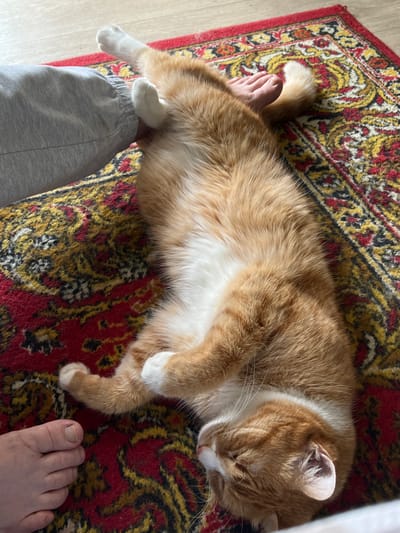 An orange and white cat is lying on its back on a patterned rug. A person's foot and leg, clad in grey sweatpants, are visible in the upper left and left side of the frame, respectively, interacting with the cat. The cat's paws are extended, and its eyes are closed, suggesting it is asleep or resting. The rug features a red, yellow, and black pattern. The environment appears to be indoors, on a wooden floor next to the rug. The specific location of Khor, Russia is not discernable from the image content.