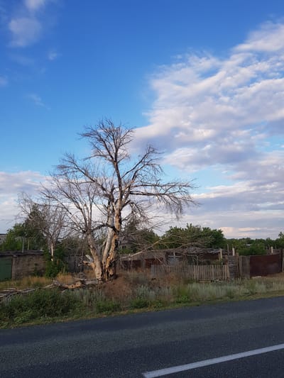 A wide-angle, eye-level shot captures a desolate scene in the Dölön rural district of Kazakhstan. A large, bare, dead tree stands prominently in the center of the frame, its gnarled branches reaching towards a bright blue sky dotted with fluffy white clouds. The tree is situated on a dry, grassy embankment, with scattered dead branches and debris at its base. Behind the tree, a rustic, weathered wooden fence encloses a collection of dilapidated structures, including a brick building with a green door, and what appears to be abandoned or derelict sheds and outbuildings made of wood and corrugated metal. The overall impression is one of decay and neglect, a stark contrast to the vibrant sky above. In the foreground, a dark asphalt road with a white line runs horizontally across the bottom of the image, suggesting a rural roadside setting. There are no people or animals visible in the scene. The lighting suggests it is daytime, possibly late afternoon given the angle of the light and the softness of the shadows.