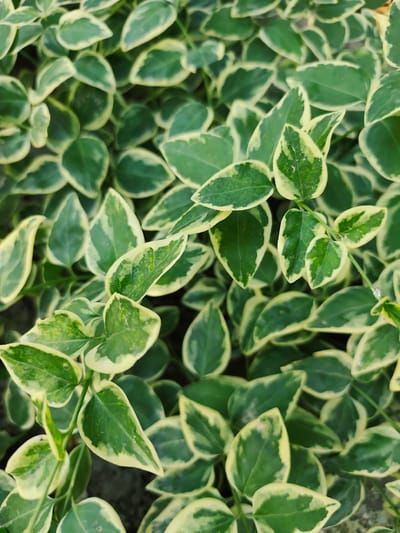 The image shows a close-up, overhead view of a dense patch of variegated vinca vines. The leaves are oval-shaped with pointed tips, exhibiting a distinct pattern of deep green centers bordered by creamy yellow edges. The vines are intertwined, creating a textured carpet of foliage. The lighting suggests an outdoor setting, possibly in a garden or natural landscape. There are no people, animals, or man-made objects visible in the frame. The image does not contain any information that would allow for the localization of this scene to Goyany, Moldova, or any other specific location.