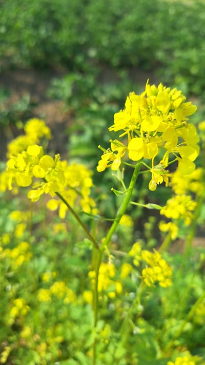 A close-up, vertical shot captures a cluster of small, vibrant yellow flowers in a field. The flowers are arranged on thin green stems, with some in sharp focus and others blurred in the background. The background consists of more greenery, suggesting an outdoor, natural setting. The image does not contain any people or man-made objects, and there is no indication of the specific location being Nogliki, Russia.