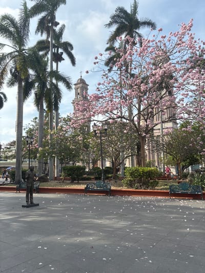 The image depicts a street in Tampico, Mexico. Palm trees and flowering trees line the street. A church steeple is visible in the background. A statue of a man stands on the sidewalk. The ground is paved and covered with fallen flower petals. Benches are placed along the street. The sky is partly cloudy.