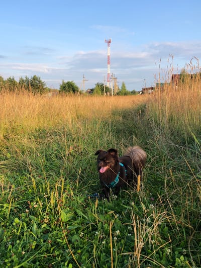 A small, dark-furred dog wearing a teal harness stands in a field of tall, golden grass. The dog's tongue is hanging out, and its tail is curled over its back. In the background, a tall, red and white cell tower is visible against a blue sky with scattered clouds. A dirt path winds through the field, leading towards a cluster of trees and houses in the distance. The scene appears to be a rural area in Del'ta, Russia. The lighting suggests it is late afternoon or early evening.