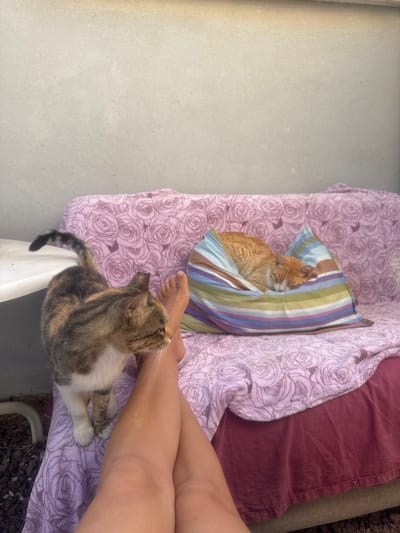 In an outdoor setting, likely a patio or balcony in the Shaar HaNegev Regional Council, Israel, two cats are featured. One cat, a tortoiseshell tabby with white markings on its chest and paws, stands on a purple blanket with a rose pattern, looking towards the right side of the frame. Its tail is raised and curved. In the background, another cat, an orange tabby, sleeps soundly on a striped pillow resting on the same blanket. A person's legs, crossed and tanned, are visible in the foreground, partially covered by the purple blanket. The scene is set against a plain, light-colored textured wall.