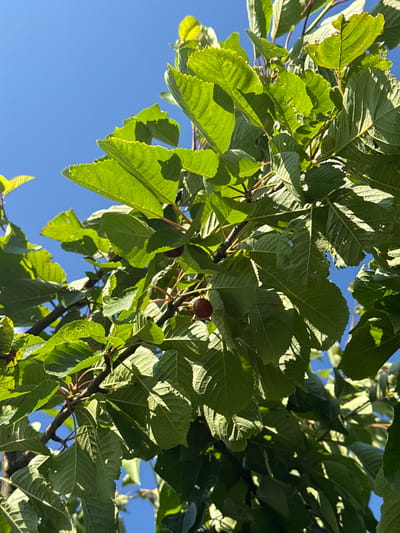A low-angle medium shot shows a cherry tree branch with leaves and two cherries against a clear blue sky. The leaves are a vibrant green, and the sunlight filters through them, creating shadows and highlights. One cherry is visible on the left side of the frame, and another is to the right, both appearing ripe and dark red. The branch itself is thin and dark brown. This image was taken on a sunny day in the city of Ivatsevichy, Belarus, likely during the cherry season. There are no people or animals present in the image.