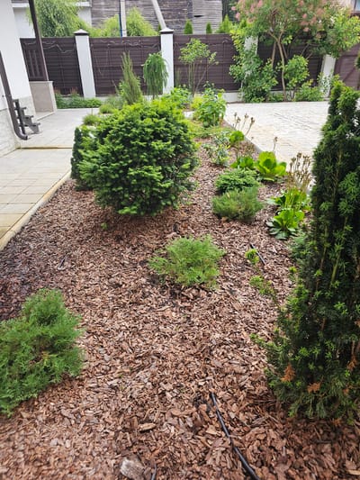 The image depicts a lush garden bed covered in wood chips, with various evergreens and some broadleaf plants. In the foreground, to the left, a large, rounded evergreen shrub with dense, somewhat flattened foliage dominates the view. To its right and further back, smaller, conical evergreen shrubs are interspersed amongst the wood chips. Behind these, a group of broadleaf plants with large, succulent green leaves are visible. A thin black irrigation tube runs through the wood chips.
In the background, a light-colored paved walkway borders the garden bed. Beyond the walkway, a dark brown metal fence with vertical slats is prominent, interspersed with white pillars. Trees with green foliage and some with delicate pinkish blossoms are seen behind the fence, suggesting a residential or manicured outdoor setting. The overall impression is one of a well-maintained garden, likely in a suburban or rural area. The lighting suggests it is daytime, possibly overcast, as there are no harsh shadows. The scene is serene and quiet, focusing on the natural elements and garden design. No people or text are visible in the image. The location context indicates this is likely in Березка Снт, Krasnogorsky District, Russia.