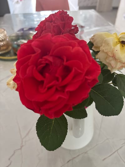In Bogorodsk, Russia, a close-up shot captures a bouquet of roses in a white vase placed on a marble-patterned surface. The arrangement features a large, vibrant red rose in the foreground, with its petals unfurling in a complex spiral. To its right, a pale yellow rose, showing signs of wilting with some browning on its edges, is visible. Behind the red rose, another red rose is partially obscured. Dark green rose leaves with serrated edges are scattered throughout the composition, some appearing healthy and others slightly aged. The white vase is simple and cylindrical. In the blurred background, hints of reflective surfaces and other objects suggest an indoor setting, possibly a table in a home. The lighting is soft, casting gentle highlights and shadows on the petals and leaves.