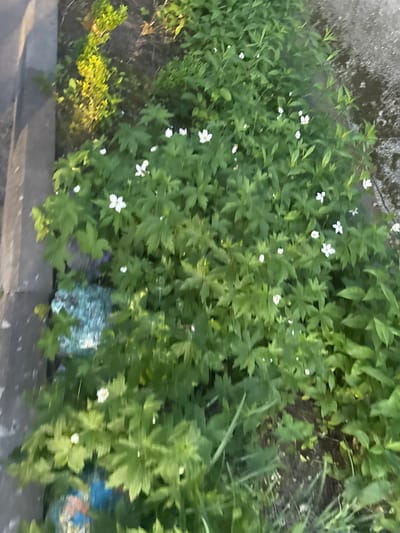 The image shows a close-up, high-angle view of a patch of white wildflowers with green foliage. The flowers are small with delicate petals. The foliage is dense and leafy. The scene appears to be in a natural or semi-natural setting, possibly a garden bed or a roadside verge, with hints of a paved surface to the left and a textured ground surface to the right, suggesting an urban or suburban environment. The image quality is somewhat blurred, particularly in the foreground, making precise identification of individual elements challenging. There are no people or animals visible in the image. The location within the city of Гожули, Ukraine is not discernible from the visual content of the image itself, as no landmarks or identifying features are present.