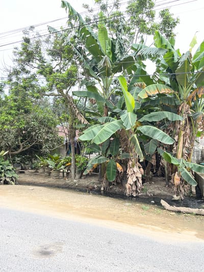 The image depicts a roadside scene in Rantau Pauh, Indonesia, dominated by lush vegetation, including several large banana trees. A paved road occupies the lower portion of the frame. Adjacent to the road, a dirt area features potted plants and a small, shallow water channel or ditch running along the edge of the vegetation. In the background, a simple building with a reddish roof is partially visible, suggesting a residential or agricultural setting. Two chickens are present near the water channel, one actively foraging. Overhead power lines stretch across the upper part of the image, crossing over the trees. The overall environment appears rural and natural, with a mix of cultivated plants and natural growth.