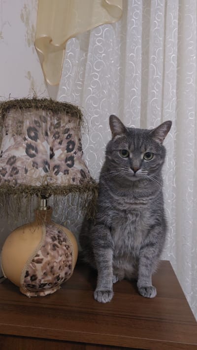 A grey tabby cat with green eyes is sitting on a wooden surface next to a lamp with a patterned lampshade. The cat is looking directly at the camera. The lampshade has a leopard-like pattern and a fringe made of straw. The lamp base is gourd-shaped and also decorated with a fabric pattern. Behind the cat and lamp, sheer white curtains with a swirling pattern are visible. The scene appears to be indoors, likely in a home in Dnestrovsk, Moldova.
