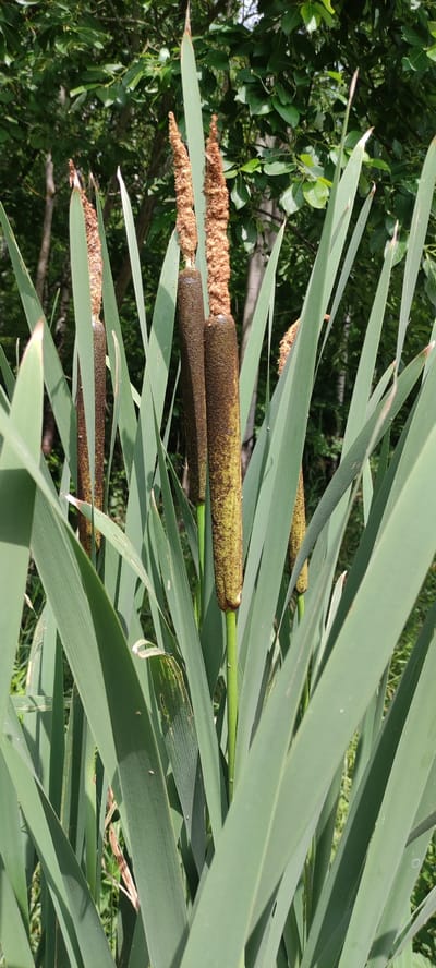 The image shows a close-up view of cattails with their distinctive brown, cylindrical flower heads. Several cattail stalks are visible, interspersed with long, sword-like green leaves. The background consists of lush green foliage, suggesting an outdoor environment, possibly a wetland or park area. The lighting indicates it is daytime. The scene appears to be a natural setting within the city of Moskovskiy Veteran SNT, Russia.