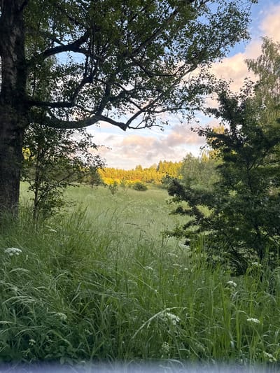 The image shows a natural landscape with lush green grass and trees. In the foreground, tall grass with some white wildflowers is prominent, with a large tree trunk on the left. In the background, a rolling hill covered in grass leads to a dense forest. The sky above is partly cloudy with soft, warm light, suggesting it might be late afternoon or early evening. There are no people or man-made structures visible in this rural scene, which appears to be located in the natural environment of Lesistoe, Russia.