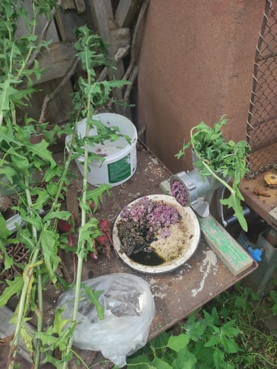 The image depicts an outdoor scene, likely in a rural or backyard setting, possibly in Некрасовка, Kazakhstan. The foreground is dominated by a collection of wild greens with jagged leaves and thick stems, some of which are rooted. To the right, a manual meat grinder is positioned, filled with some chopped plant material and a purple, granular substance. A weathered metal plate sits in front of the grinder, containing a mixture of dark, oily liquid and more of the purple granular material. To the left, a white plastic bucket with a green label is visible, and behind it, a pile of rough wooden planks. Further to the right, a rusty metal fence is partially visible, along with a few miscellaneous metal objects. The overall impression is one of food preparation or processing of wild edibles, with a rustic and somewhat unkempt environment.
