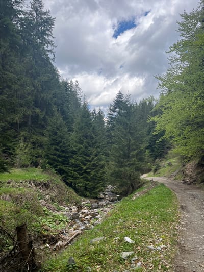 The image depicts a forested area in what appears to be the outskirts of Drianovo, Bulgaria. A dirt road or path curves to the right of the frame. To the right of the path, there is a steep embankment covered in grass, rocks, and scattered debris. A small stream or drainage channel runs along the base of the embankment. Tall coniferous trees dominate the left side of the image, with deciduous trees overhead. The sky above is overcast with heavy clouds, and there is a small patch of blue sky visible.