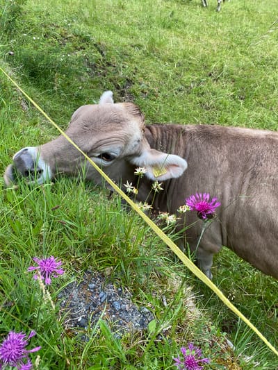 The image, captured in Innertkirchen, Switzerland, depicts a light brown cow actively grazing in a verdant pasture. The cow, positioned in the mid-ground and angled slightly left to right, has its head lowered, muzzle submerged in tall green grass. Its right eye, dark and open, is visible. The left ear features a yellow identification tag bearing the number '94616'. The cow's fur is uniformly light brown or taupe.

The environment consists primarily of lush green grass, interspersed with several prominent purple thistle-like flowers and smaller clusters of white-petaled flowers. In the lower central foreground, patches of dark soil and small grey rocks are visible amidst the vegetation. A bright yellow, flat tape or rope traverses the image diagonally from the upper left corner to the lower right, passing directly in front of the cow's head and body. In the soft-focus background, indistinct forms of additional livestock are discernible grazing in the distant grass. The perspective is from above, looking down into the pasture.