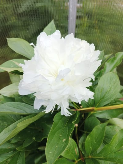 A white peony in bloom is the subject of this close-up, medium shot image. The flower's petals are layered and textured, filling the upper center of the frame. Lush green leaves surround the peony, some in sharp focus and others slightly blurred. In the background, a blurred greenhouse structure with a metal support post is visible. The image appears to have been taken outdoors, likely in a garden or greenhouse setting in the city of Suvorov, Russia.