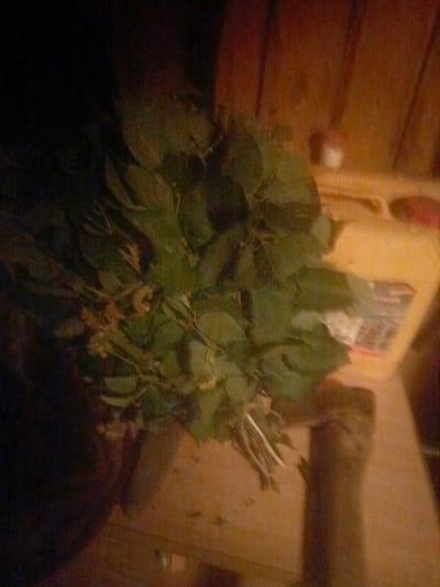 The image depicts a close-up, dimly lit scene indoors. The foreground is dominated by a large bunch of green leafy branches with some small, light-colored flowers or seed pods. The stems of the branches are visible at the bottom left, appearing to be tied together. The leaves are dense and overlapping. In the background, to the right, a large yellow plastic container with some labeling is partially visible. The surface beneath the leaves and the container appears to be a wooden table or floor with a warm, brown tone. The lighting is subdued, casting shadows and creating a slightly grainy texture throughout the image. The environment suggests a rustic or domestic setting, possibly a kitchen or storage area, but there is no specific indication of the city of Bogatye Saby, Russia. No people or interactions are visible.