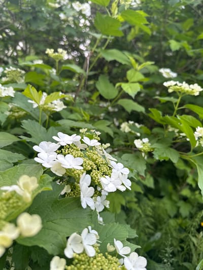The image shows a close-up of a flowering plant with white blooms clustered among green leaves. The plant appears to be growing outdoors. The location, слобода Старая, Russia, is provided as contextual information, though not visually verifiable in the image itself.