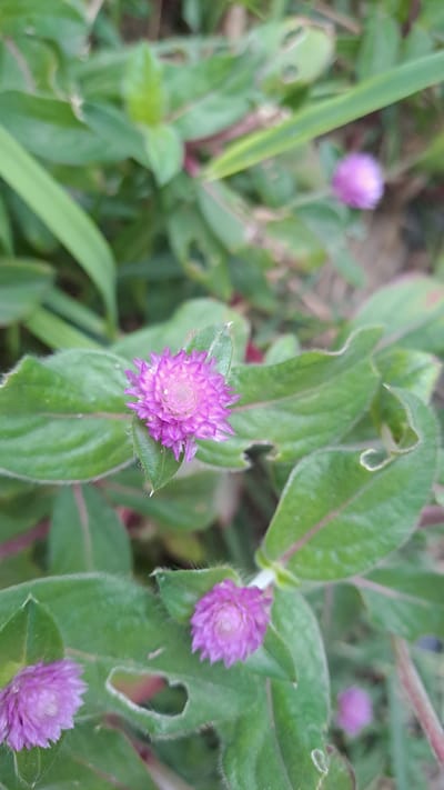 In the city of Cottarum Tunong, Indonesia, a close-up, high-angle shot captures a cluster of small, spherical, purple flowers, likely Gomphrena globosa, nestled amongst lush green foliage. The flowers, with their tightly packed, spiky petals, exhibit vibrant shades of pinkish-purple. One flower in the foreground is in sharp focus, showcasing its intricate texture and delicate structure. Other flowers are visible in the background, some in sharp focus and others blurred, creating a sense of depth within the natural environment. The surrounding leaves are broad and green, with some displaying subtle reddish veins. A few leaves show signs of damage, with small holes and torn edges, suggesting natural wear and tear. The overall scene is one of natural beauty, with the vibrant flowers contrasting against the verdant backdrop.