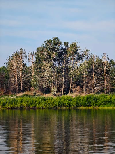 The image depicts a serene natural landscape with a body of water in the foreground, reflecting the trees and sky. A dense line of trees forms the background, with varying shades of green and brown foliage. The sky above is a pale blue with faint wispy clouds. The overall impression is one of tranquility and natural beauty. It is not possible to determine the specific location within Galanino, Russia, from the visual information provided.