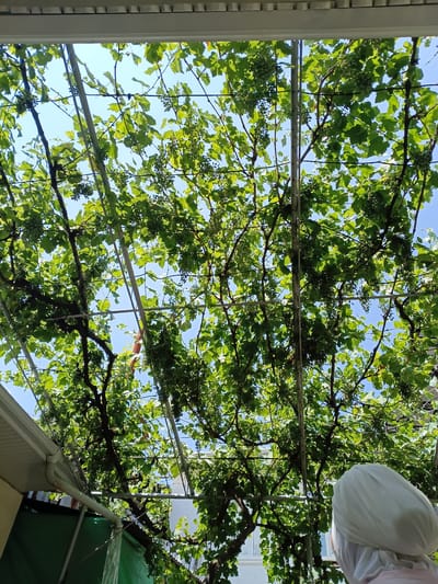 In Osh, Kyrgyzstan, a person wearing a white headscarf is looking up at a grape arbor. The arbor is covered in lush green grape leaves and unripe green grapes. Metal posts and wires support the vines, forming a canopy against a clear blue sky. To the left, a portion of a house's white soffit and gutter is visible. The scene suggests a residential outdoor setting.