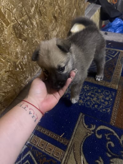 The image shows a close-up of a person's hand holding a young puppy. The puppy is a mix of gray and tan fur, with dark eyes and a black nose. The person's hand is on the left side of the frame, and their arm has a red string bracelet and a tattoo visible. The tattoo appears to be text and possibly symbols. The puppy is facing downwards, towards the hand, and its paw is reaching out towards the person's finger.
The background consists of a rough, textured wooden wall on the left, and a patterned rug on the right. The rug has dark blue and brown tones with intricate designs. In the upper right background, there are some indistinct objects, including what appears to be a blue plastic bag. The lighting is dim, suggesting an indoor environment, possibly a workshop or unfinished building. The scene is set in a private residence in Razvedchik, Russia.