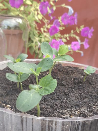 A close-up, eye-level shot shows several small green seedlings growing in dark soil within a clear plastic container. The container is positioned in the foreground, with its ribbed texture visible. The seedlings are clustered together, with the largest one prominently featured in the lower left of the frame. In the background, out of focus, are vibrant pink flowers and greenery, with a hint of a brown wall. The overall impression is of a garden setting. The location is identified as Степное, Russia.